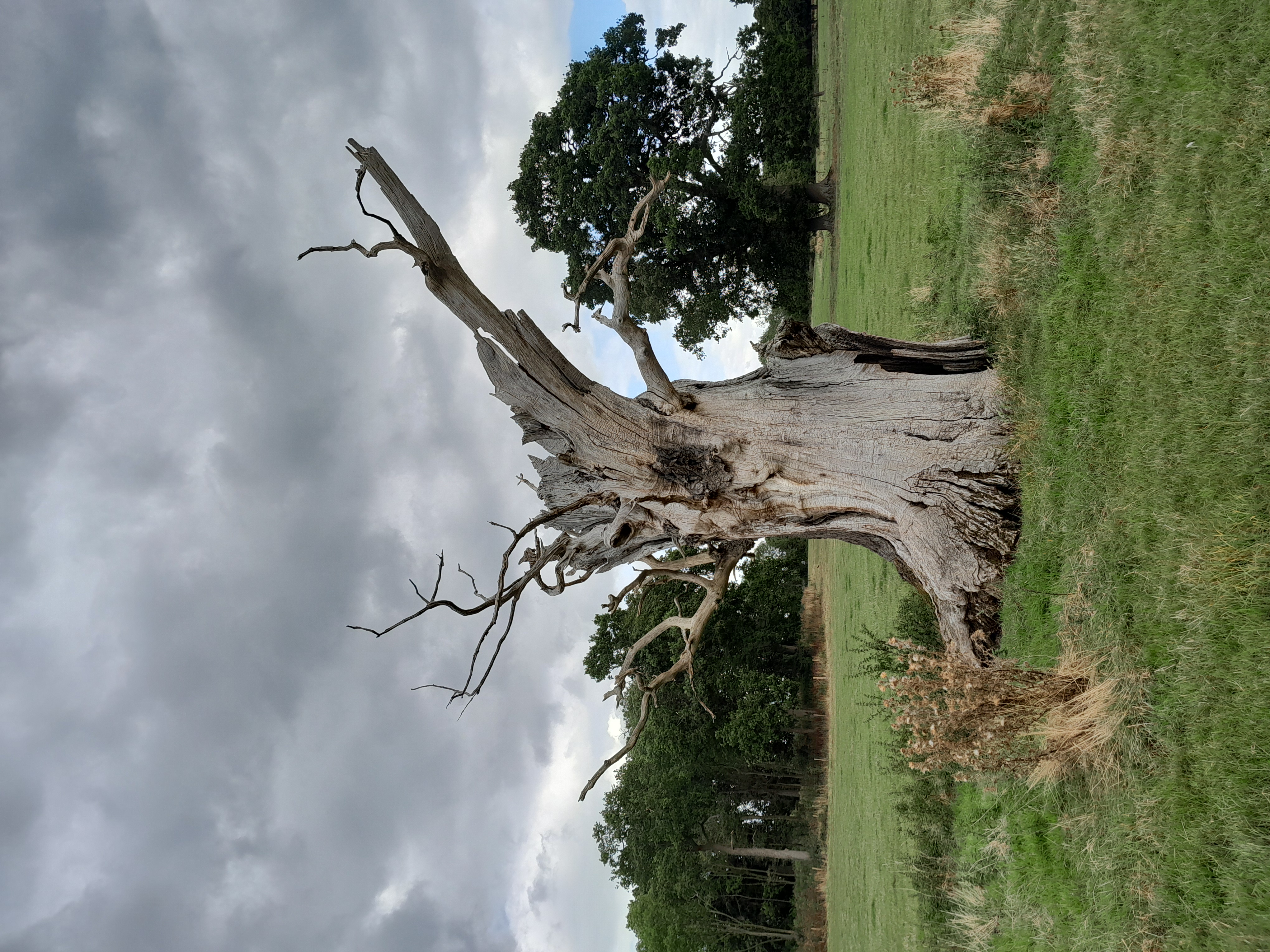 Fairie Tree